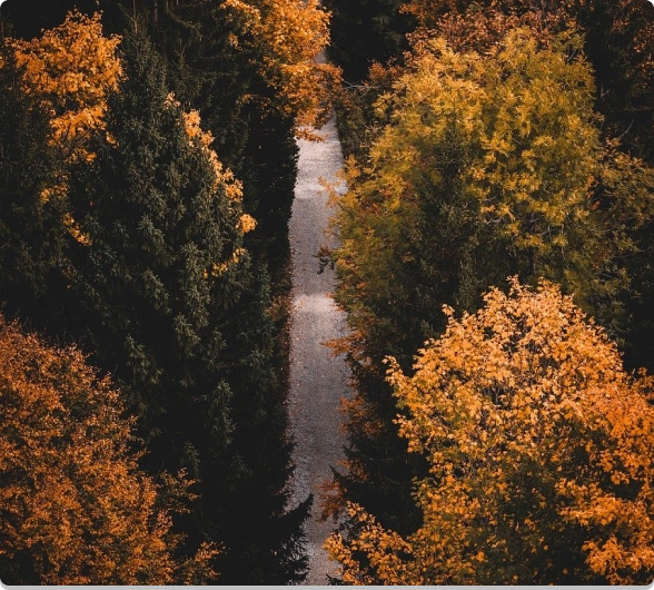 bird view of trees